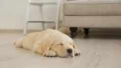 Proč se psi před usnutím točí dokola? Příčiny tohoto zábavného rituálu