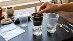 Jak vypěstovat sazenice paprik dvakrát rychleji: pokročilý způsob, o kterém ne každý ví