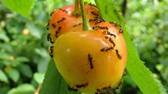 Jak se zbavit mravenců na pozemku bez chemie a bez rizika pro životní prostředí i vaši rodinu