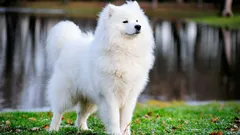 Osm vzácných a nejdražších psích plemen na světě: vlastnosti a zajímavá fakta