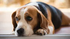 Co podle odborníků cítí váš pes, když na něj křičíte?