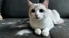 Bez vysavače a lepicího válečku: chytrý trik, jak udržet nábytek bez kočičích chlupů.