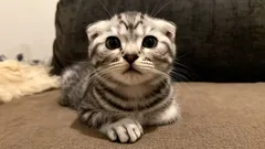 Tyto kočky zbožňují své páníčky – tři nejmazlivější plemena pro rodiny s dětmi